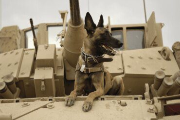 The Role of Military Dogs in Modern Warfare