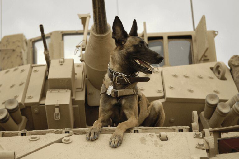 Military Dogs